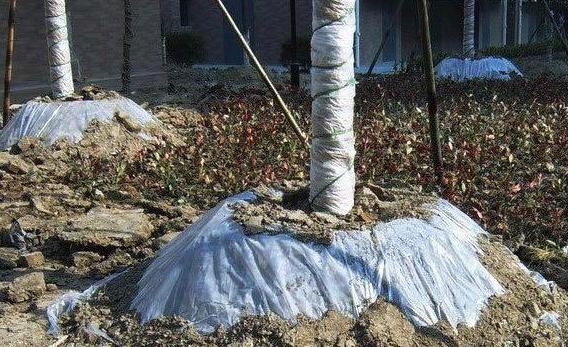 大树缠草绳的正确方法,大树根缠草绳的正确方法