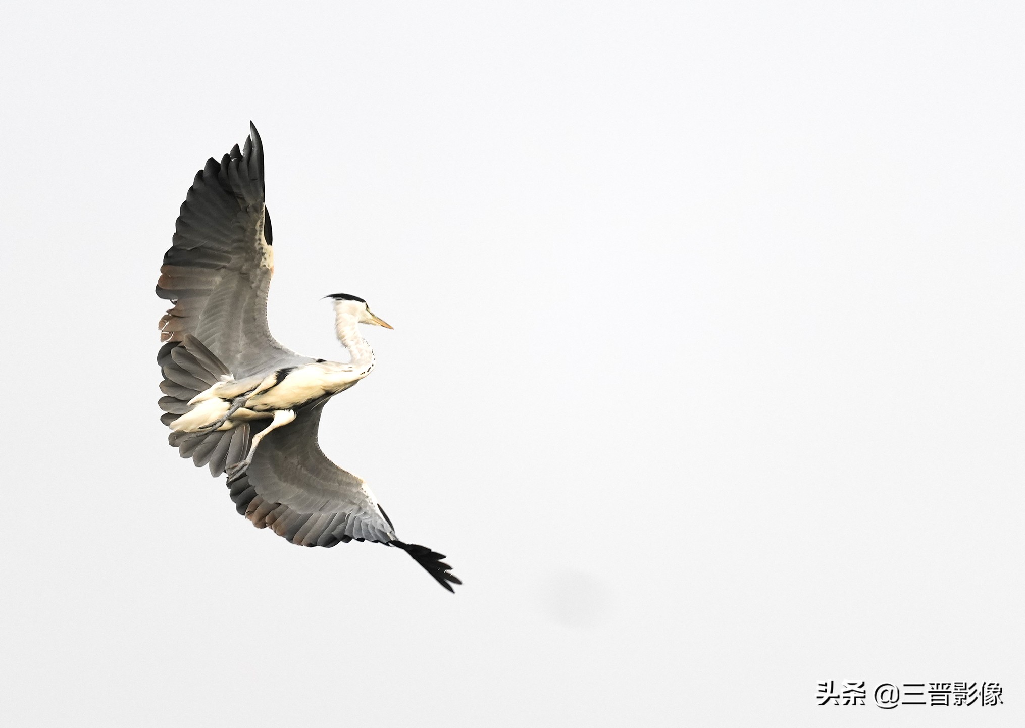 索尼相机a1是否值得入手,索尼a1相机拍鸟怎么样