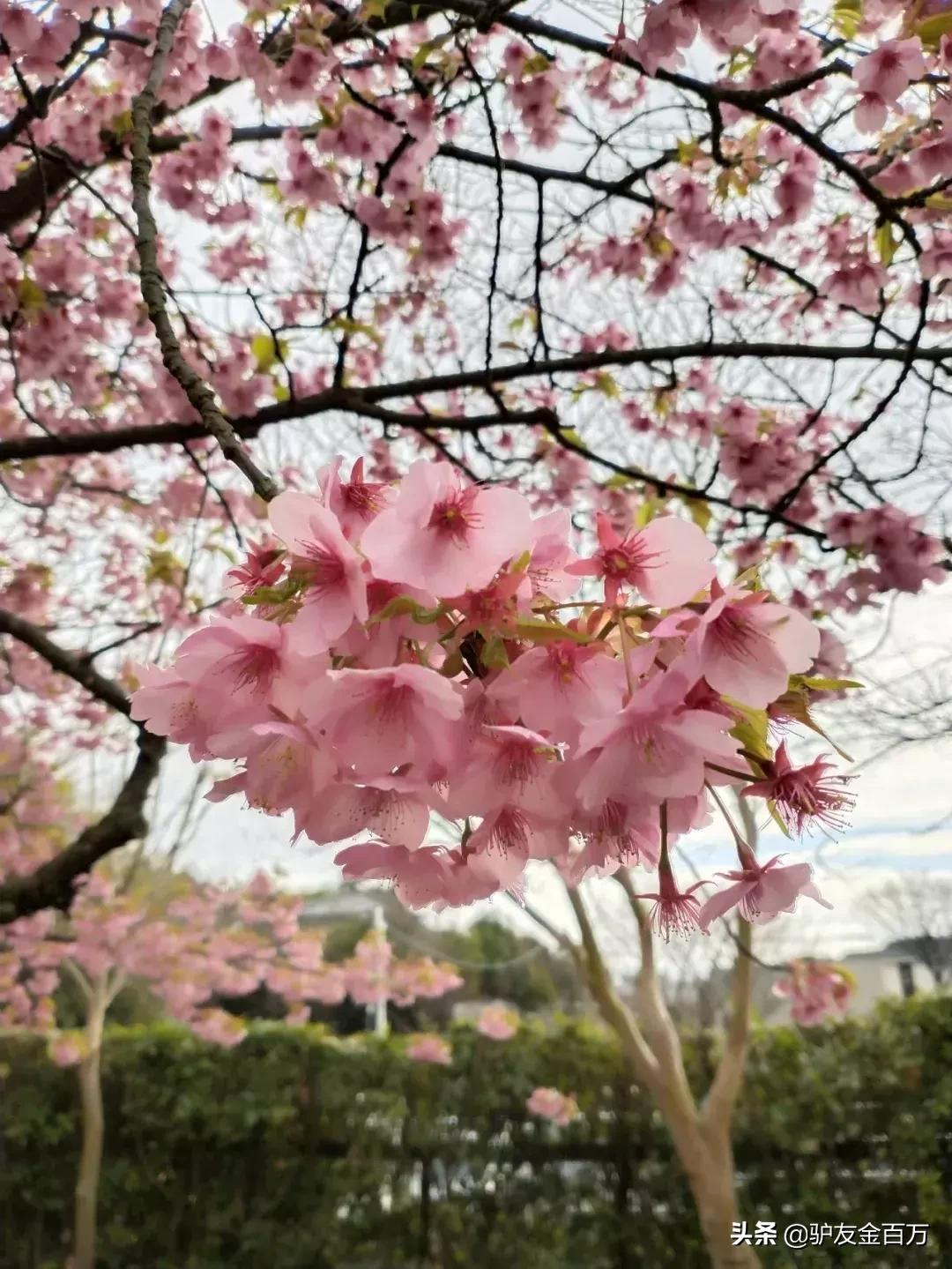 日本签证5月重大便利，“网申”在即！这个好吃好玩好买的地儿