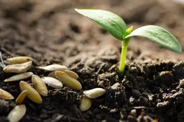 阿纳斯塔夏完整视频,阿纳丝塔夏种植方法