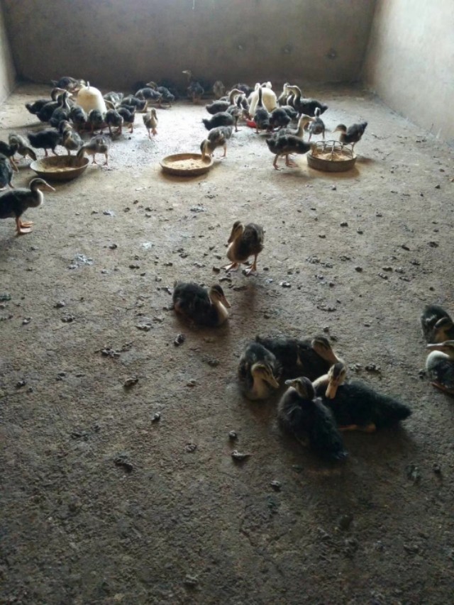 番鸭细小病毒表现,番鸭细小病毒病解剖图