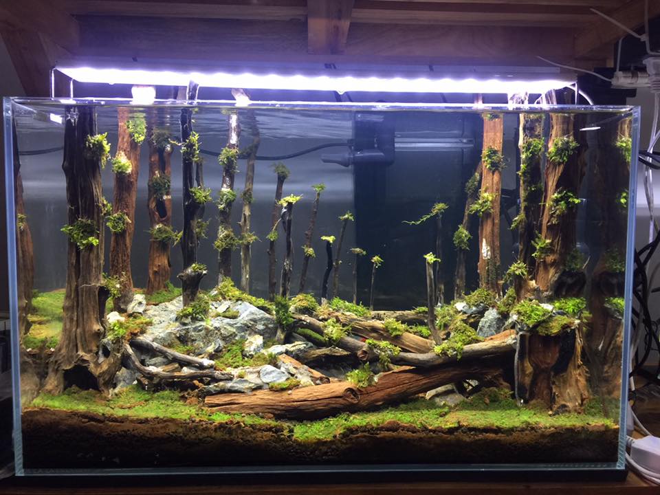 草缸水族店效果图,越南草缸
