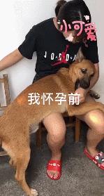 狗狗知道主人怀孕后的反应动画,主人怀孕后狗狗的反应哈士奇