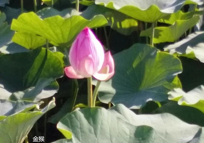 《蓦然回首，灯火阑珊处》第一百三十章被骗还不甘心