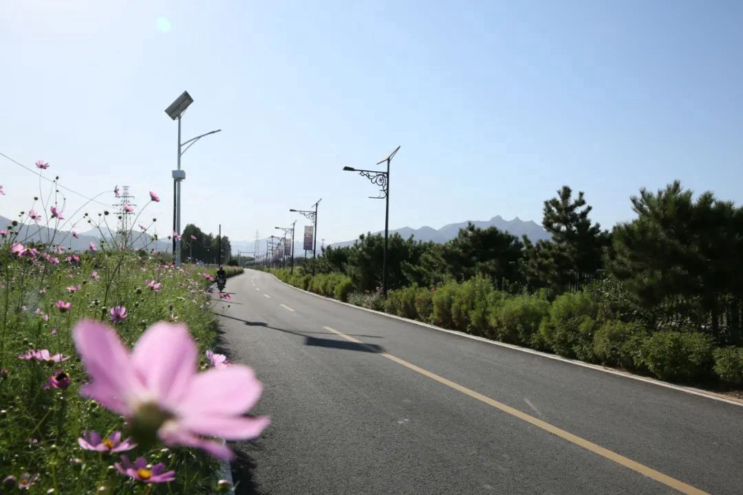 北京磨盘柿子采摘季节,磨盘柿子最佳采摘期