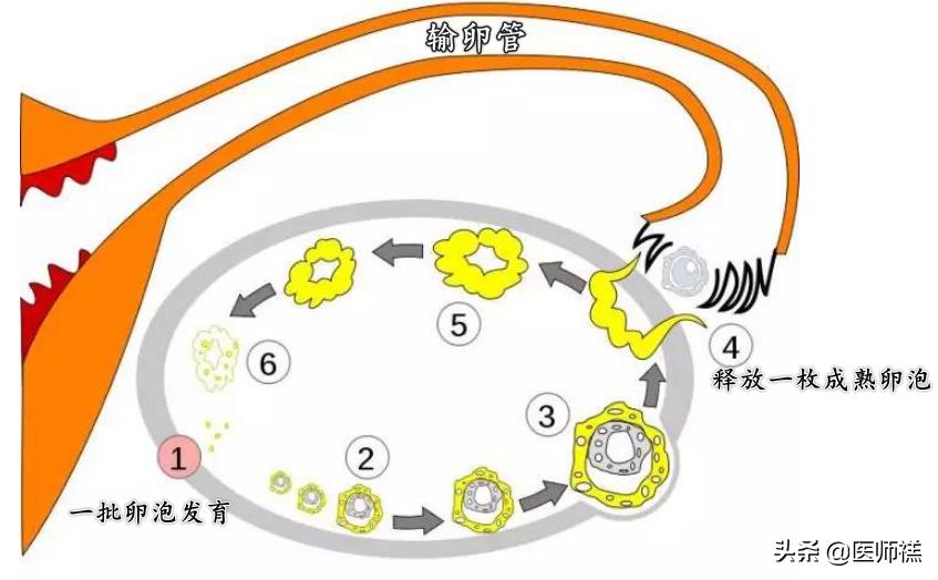 备孕时女人倒立真的更容易怀孕吗,备孕倒立多长时间最佳