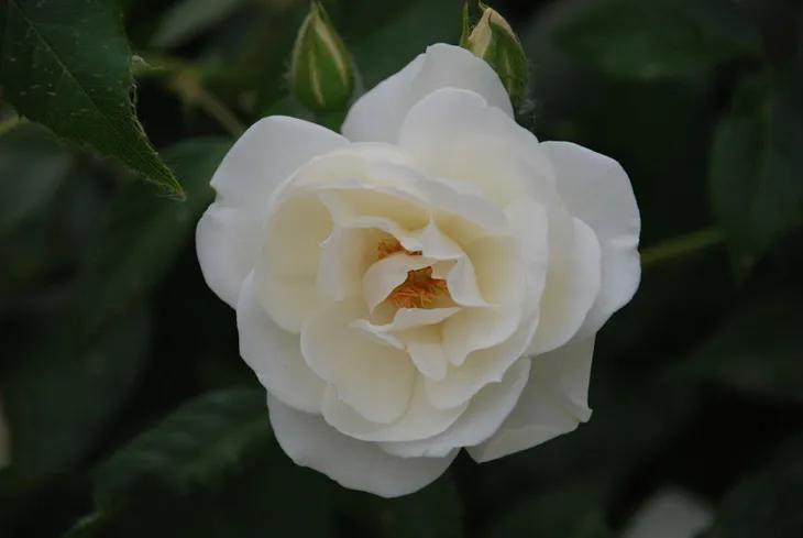 冷美人保湿精华,国货好物润肤保湿