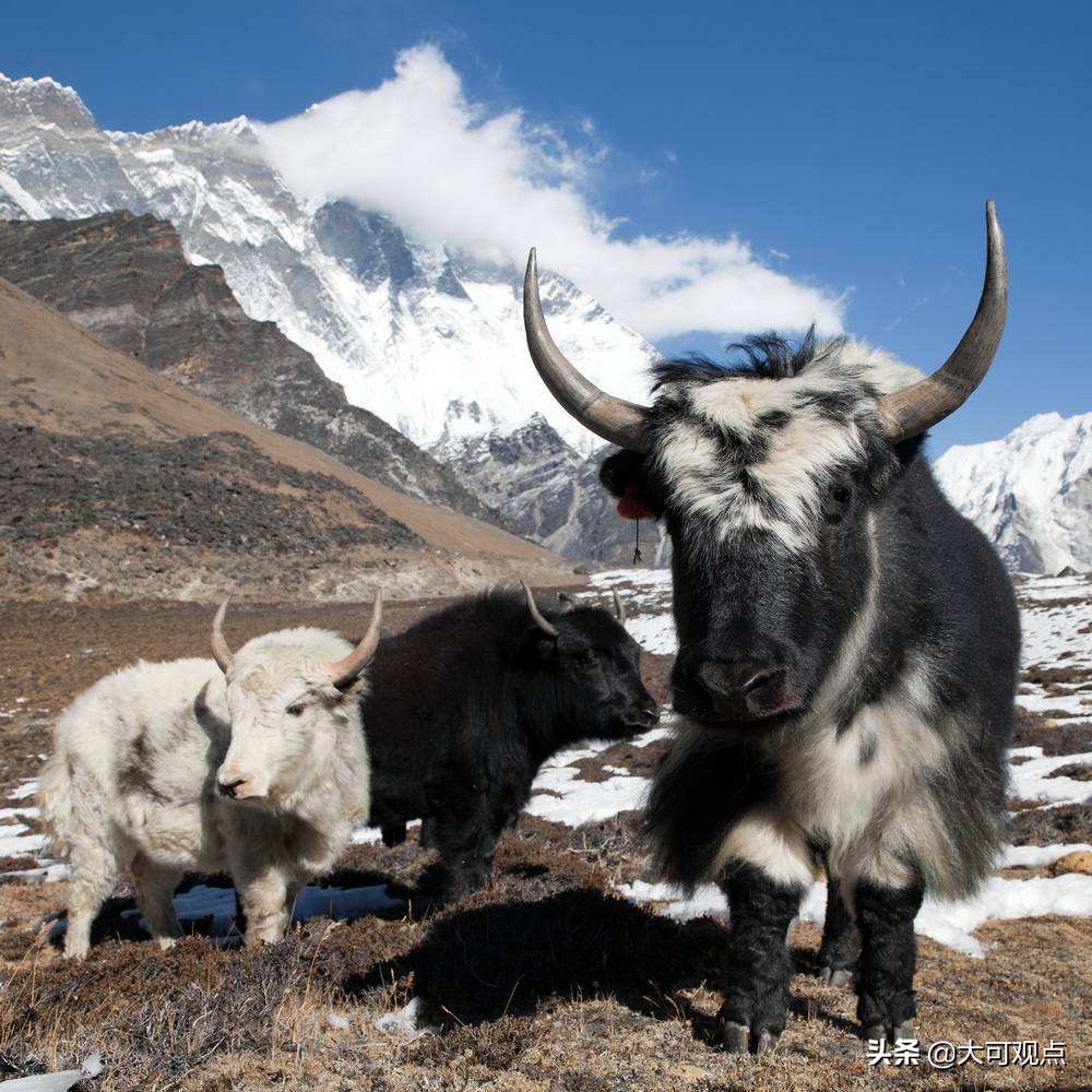 牦牛肉贵不贵多少钱一斤,网购牛腱子肉为什么那么便宜