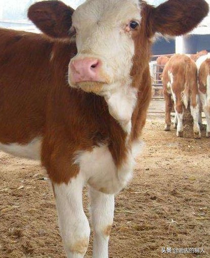 布鲁氏菌病防治知识,布鲁氏菌病诊治指南