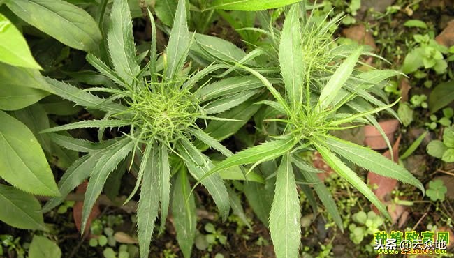 冬季适合种植什么中药材,北方适合种植好管理的药材有哪些