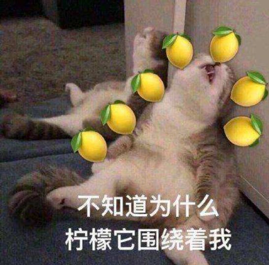 给我家猫新交了一个嘚瑟的朋友,我家猫送亲戚了准备再养一只猫