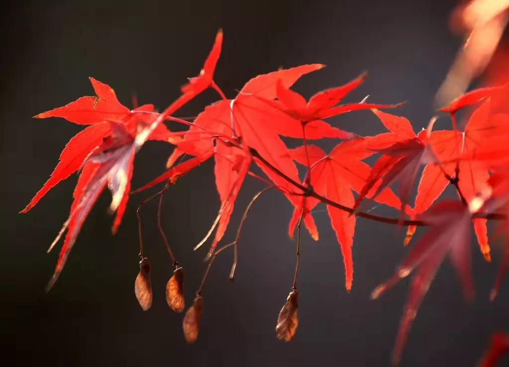 小楼周刊(264):2021年第四十六期