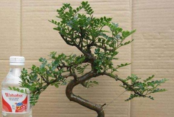 胡椒木盆景造型教程,胡椒木盆景种植技巧