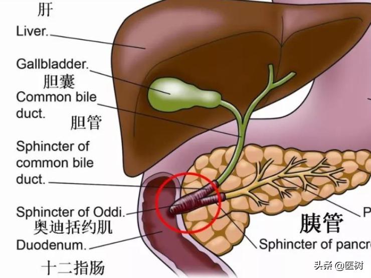胆结石手术后可以预防胆管结石吗,胆囊结石和胆结石哪个严重一点