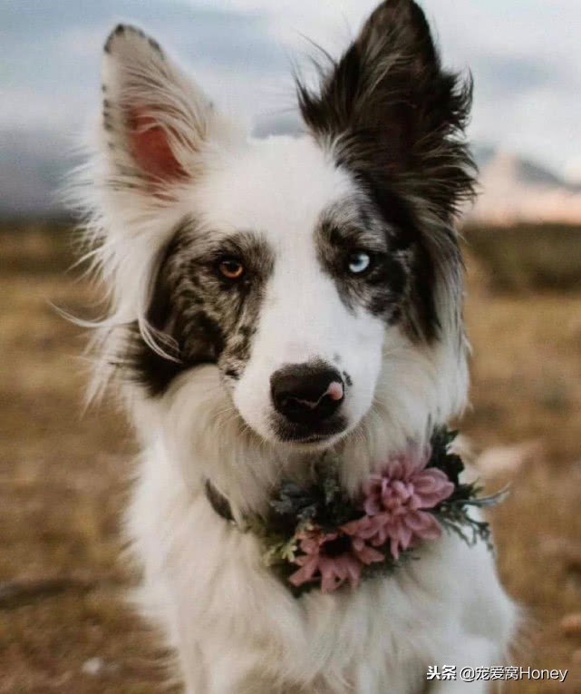 盘点柯基的混血狗,柯基小短腿混血