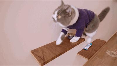 新手养猫必备好物新手铲屎官必看,养猫家庭装修要注意什么