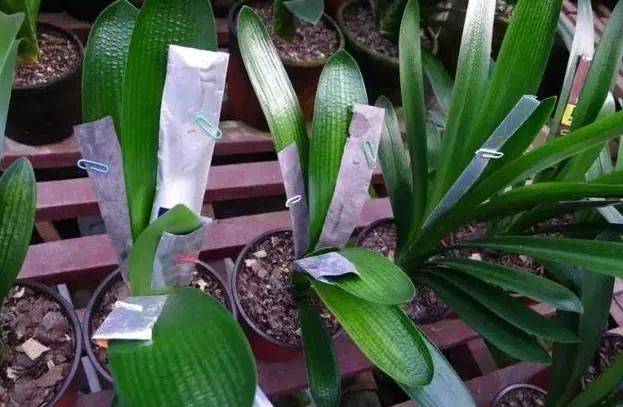 君子兰长歪了怎么矫正实图,君子兰整个长歪了怎么矫正