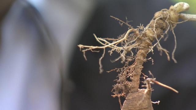 抚松县原始森林,吉林抚松森林