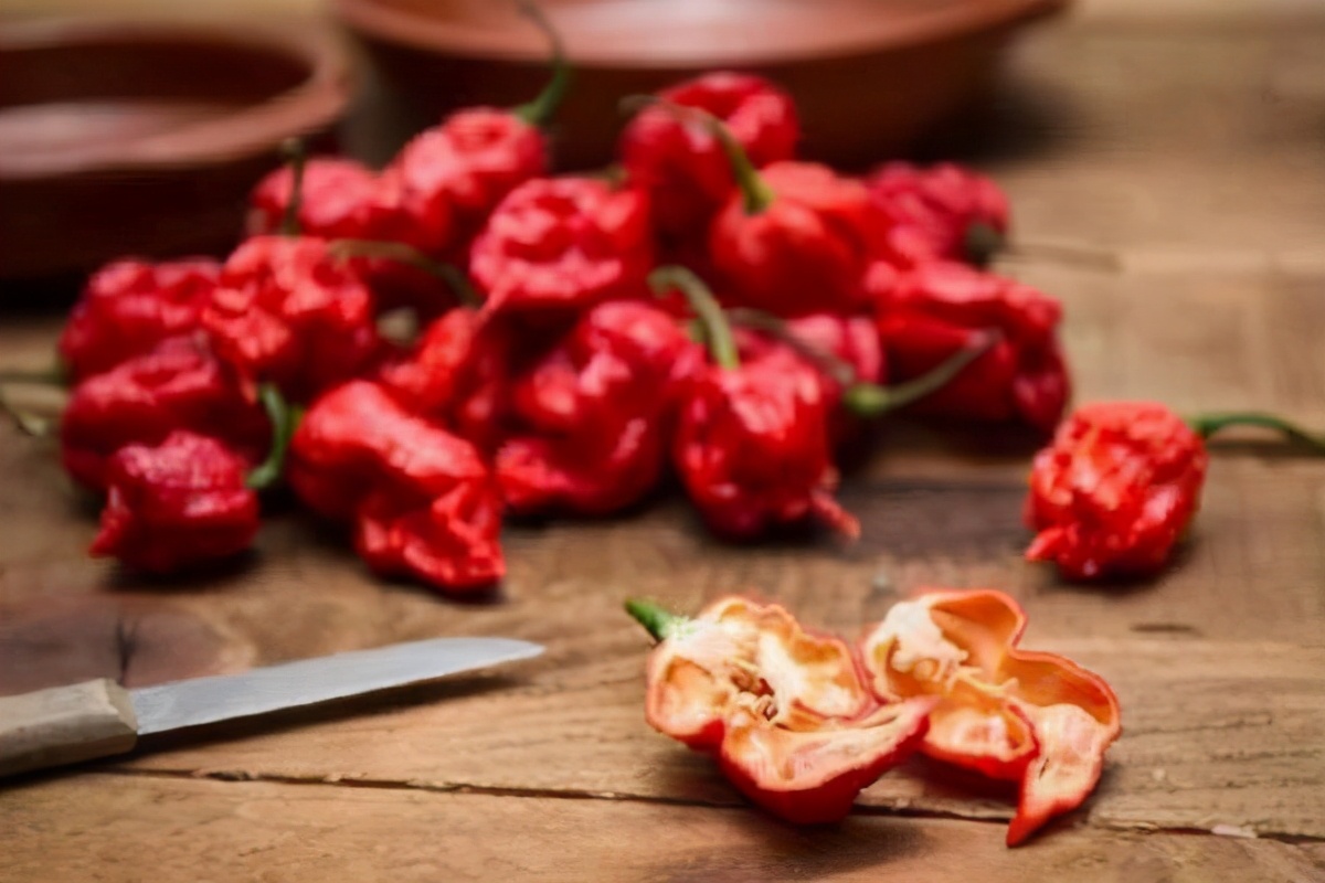 世界上最辣的辣椒辣王敢挑战吗,人类吃世界上最辣的辣椒