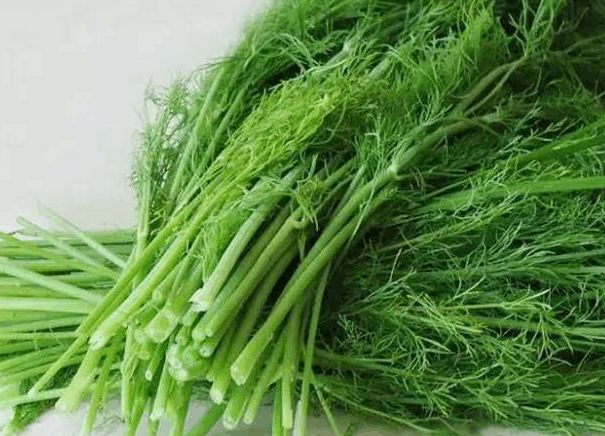 茴香有什么副作用,茴香营养价值禁忌