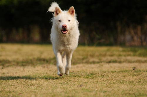 最容易被认成土狗的几种名犬,这9种土狗其实都是超酷的品种犬