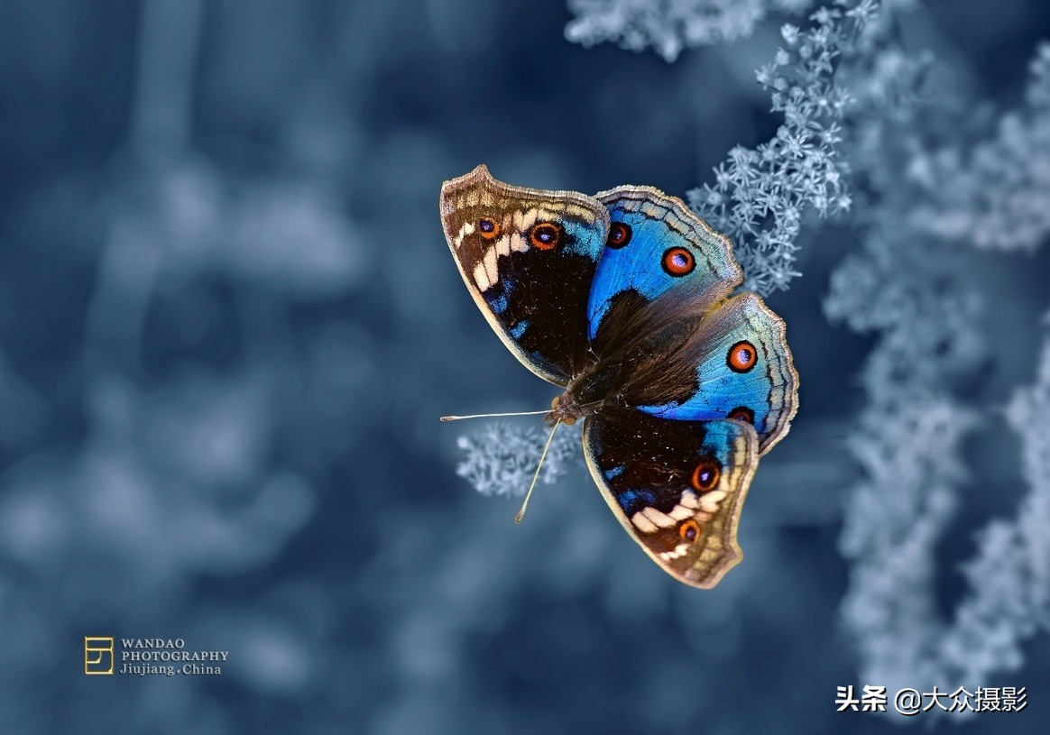 他7年专注拍蝴蝶,获“蝶痴”、“蝶仙”雅号