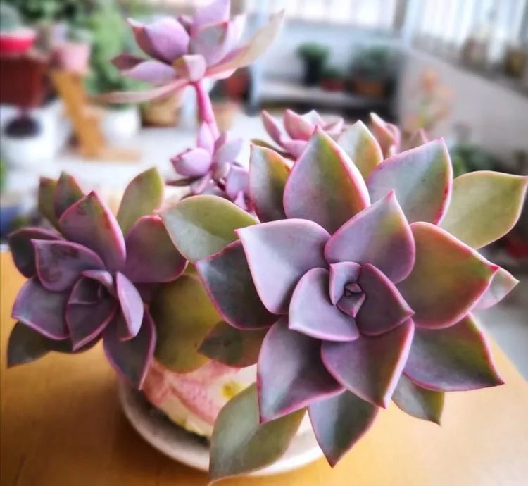 一花一世界多肉园艺,一花一世界一叶一菩提多肉植物