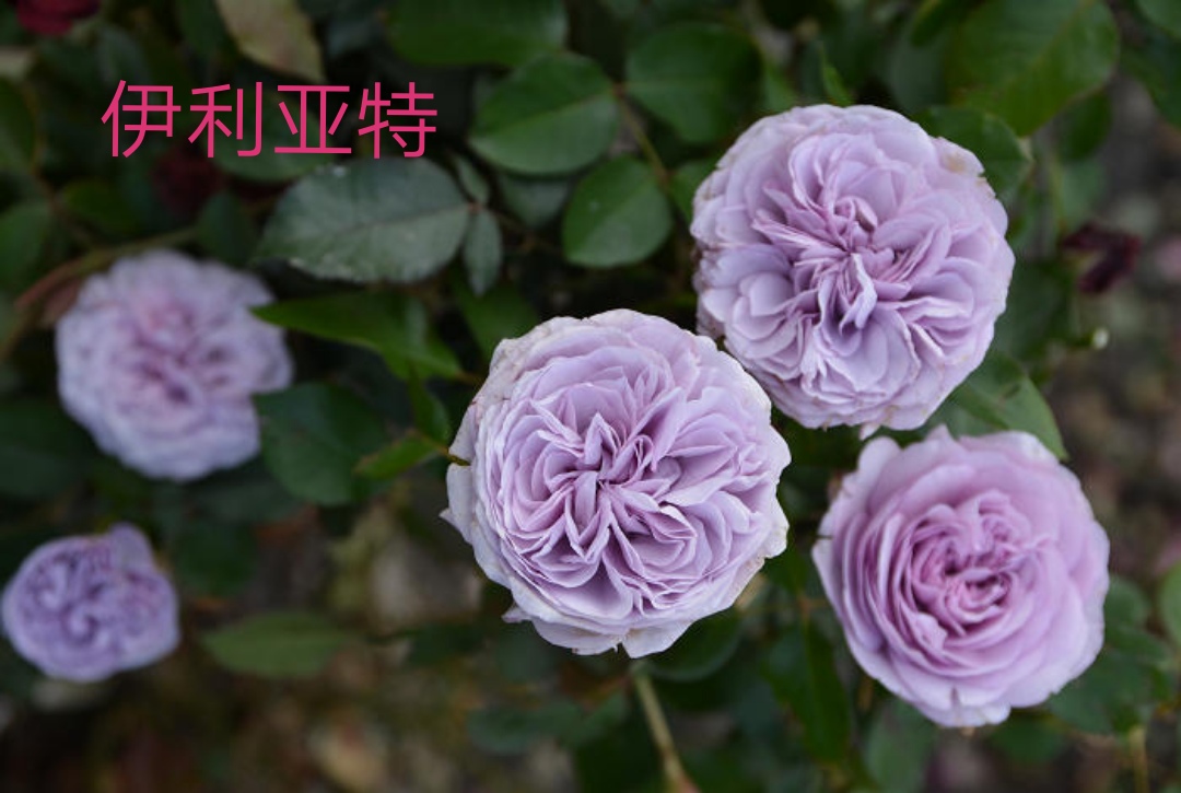 2020年木村卓功月季新品,木村卓功的月季都比较耐阴吗