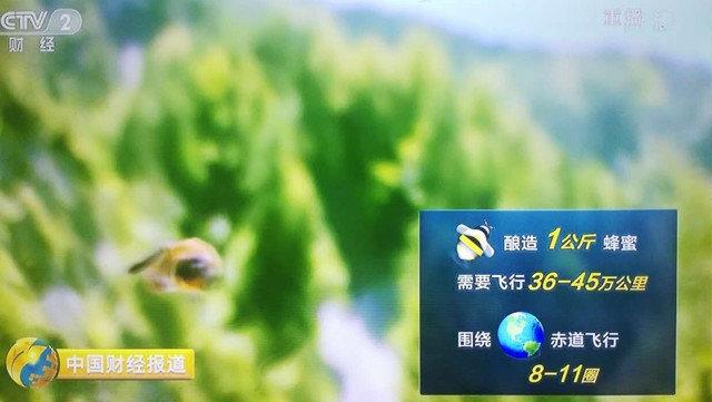 一只蜜蜂每天要多少蜜,一只蜜蜂一天可以采多少蜂蜜