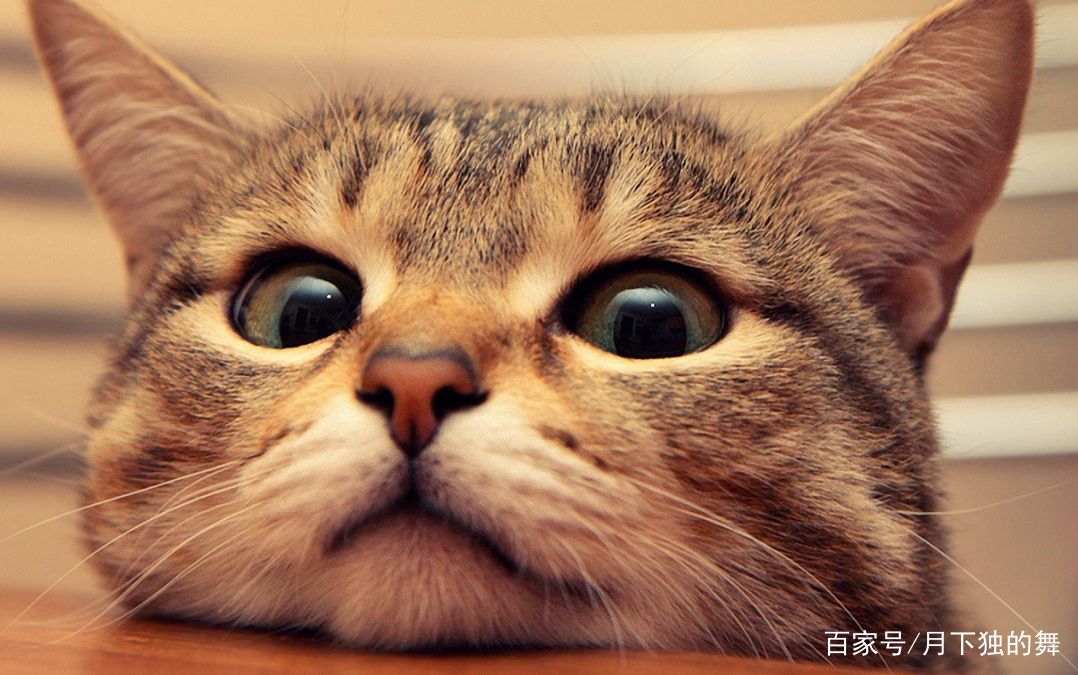 猫咪怕生怎么养熟,成年猫咪出门胆子小怎么纠正