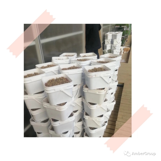 用石头种菜,石头种菜