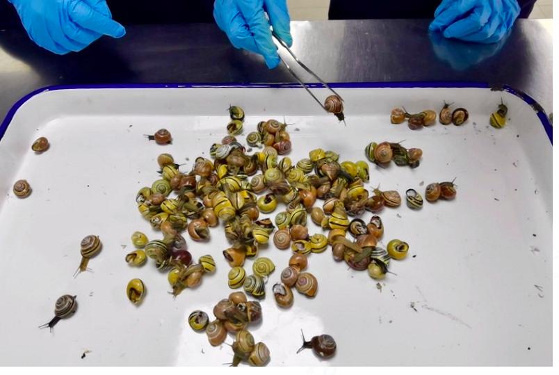 又是蜗牛，239只“万齿怪兽”被上海海关截获，蜗牛破坏力有多强