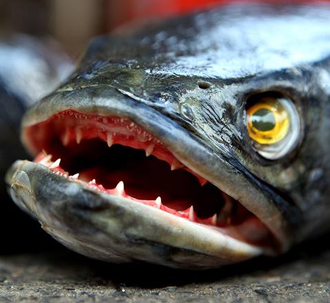 铁血战士打黑武士,铁血战士打特种兵