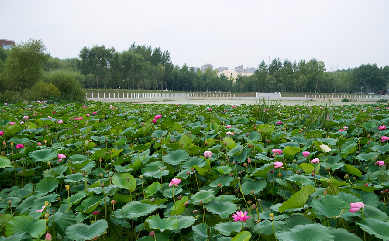 就业超好的“普通”财经类大学，待遇并肩211，读不了上财就选它
