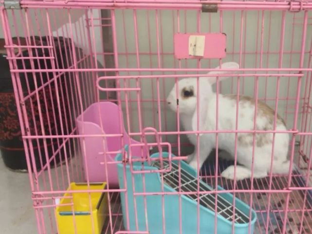 走近瑞派宠医|胡浩院长：好医生要慢着来