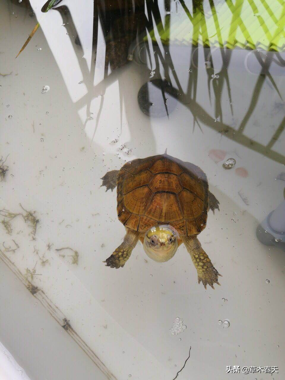 黄喉什么时候开始发色,黄喉小青发色龟粮