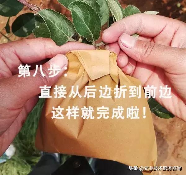 苹果膜袋快速套袋法,苹果套袋视频教程大全