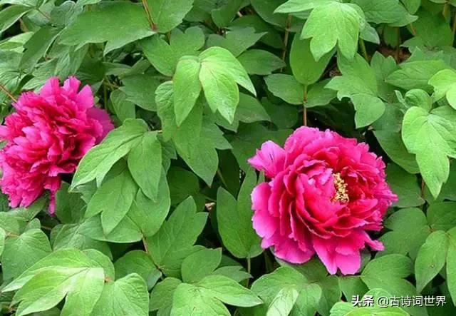 古诗中赞美牡丹的诗句有哪些,我见过雍容华丽的牡丹阅读答案