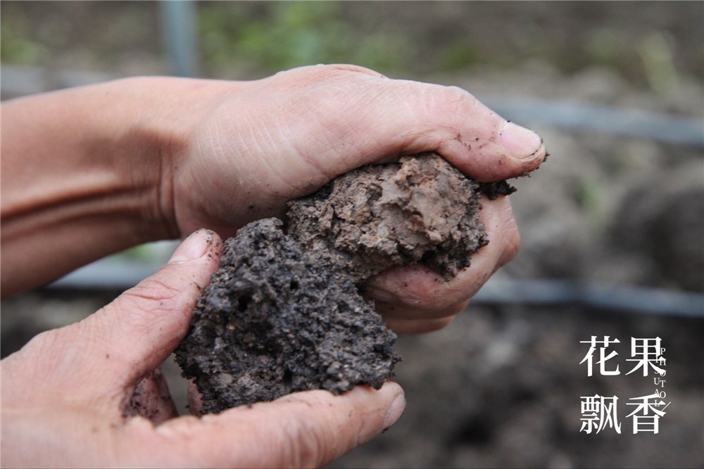 吴小平有机阳光玫瑰葡萄,吴小平的葡萄熟了