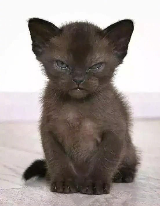 从网上买猫咪回来猫咪有哪些状况,在网上买猫咪猫咪很反常怎么办