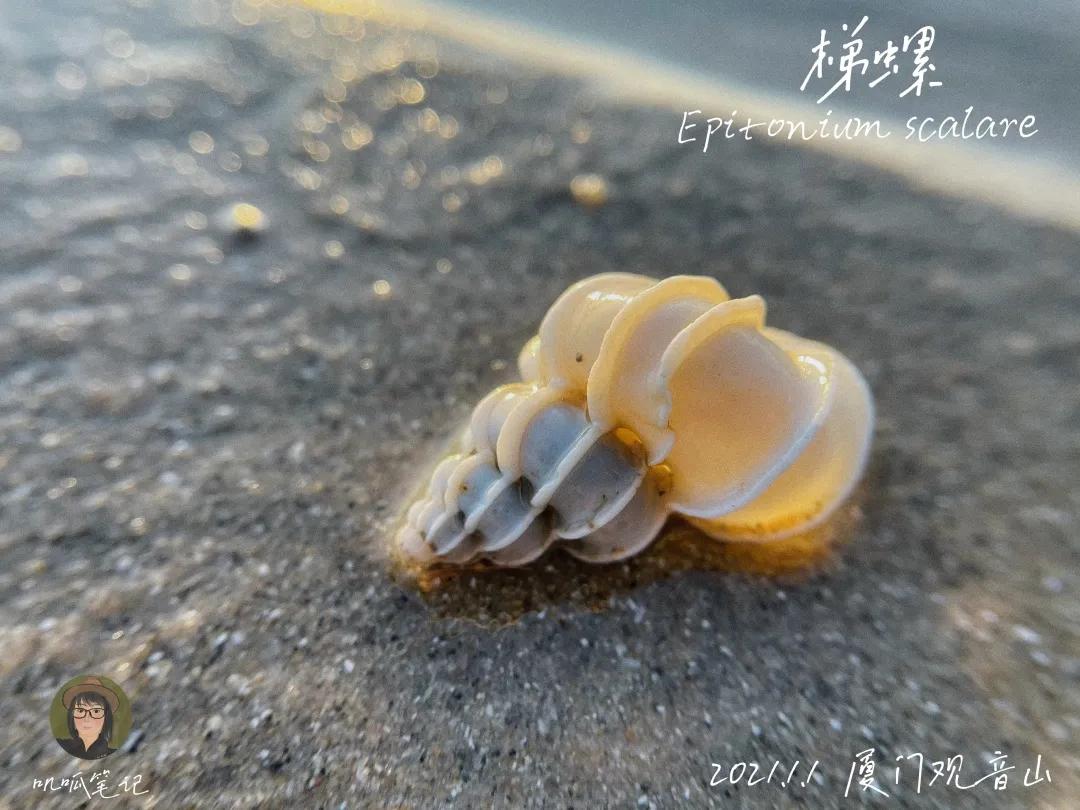 鼓浪屿赶海抓虫,鼓浪屿赶海佛手螺