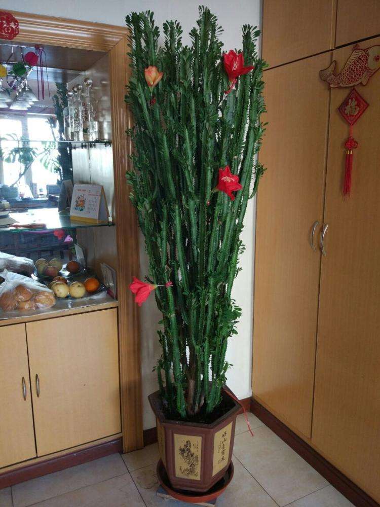 新家种什么盆栽净化空气,家里卧室适合养的盆栽