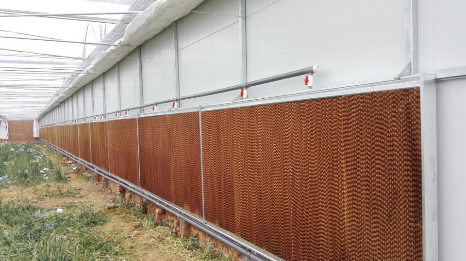 单栋温室大棚建设造价多少钱,连栋温室大棚造价多少钱一平