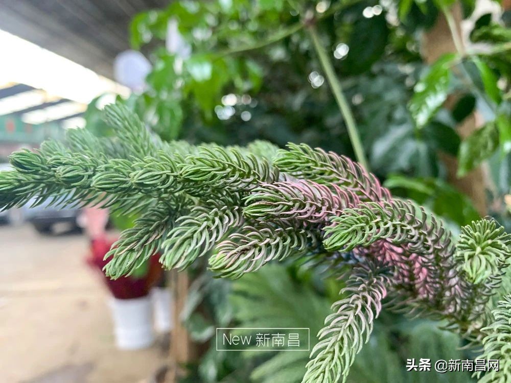 南昌花市有哪些地方,南昌花市批发市场