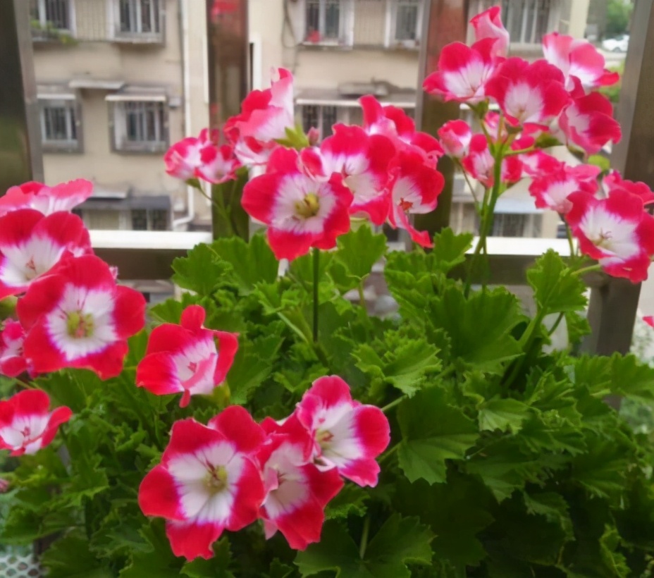 花卉水浇多了烂根怎么办,盆花水浇多了怎么办