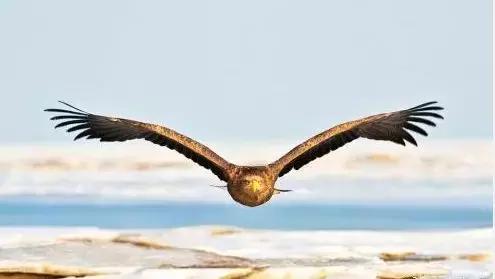 今天你是抓鹰了,还是被鹰抓了