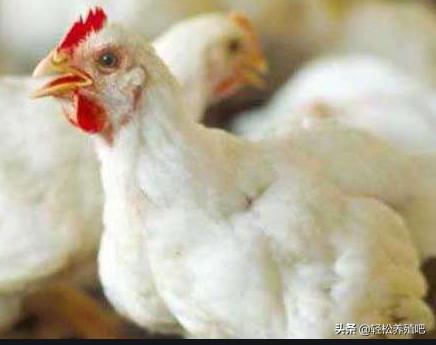 鸡群呼吸道特效药配方,防止鸡群病最佳方法