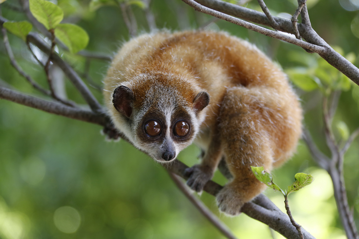云南德宏一级保护动物蜂猴,云南德宏蜂猴视频