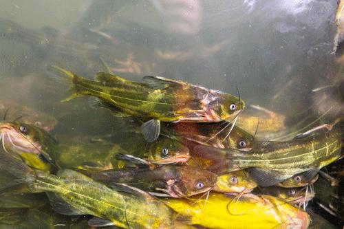 隐藏在巷子里的地锅鸡好吃,这家藏在巷子里的30年老字号