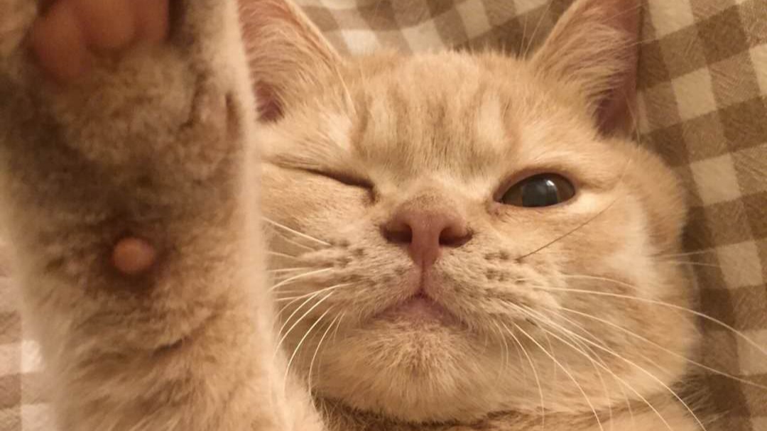 猫奶糕你选对了吗？拒绝花冤枉钱